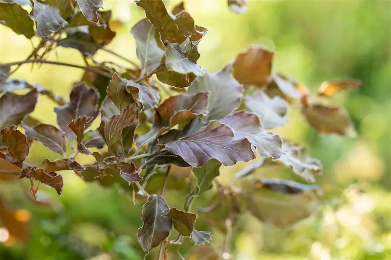 fagus sylv. 'atropunicea' 10/12 - afbeelding 1