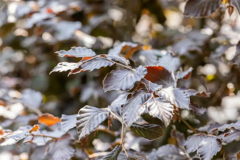 fagus sylv. 'atropunicea' 10/12 - afbeelding 2