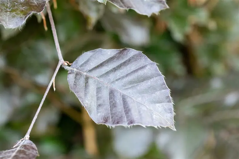 fagus sylv. 'atropunicea' 10/12 - afbeelding 3