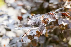 fagus sylv. 'atropunicea' 10/12 - afbeelding 4