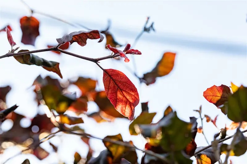 fagus sylv. 'atropunicea' 10/12 - afbeelding 5