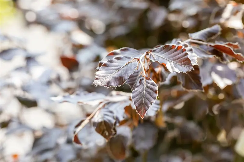 fagus sylv. 'atropunicea' 20/25 - afbeelding 4