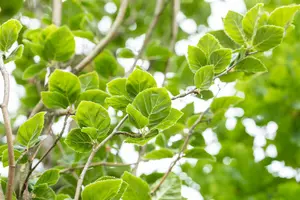 fagus sylv. 'dawyck' ( 'fastigiata') (175-200 cm) - afbeelding 2