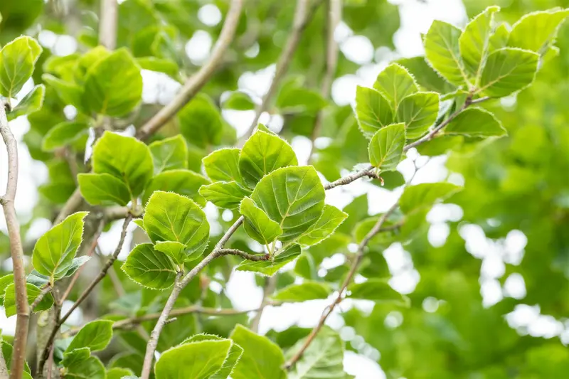 fagus sylv. 'dawyck' ( 'fastigiata') (200-250 cm) - afbeelding 2