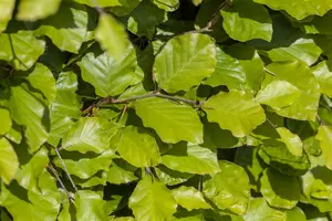 fagus sylv. 'dawyck gold' (175-200 cm) C15