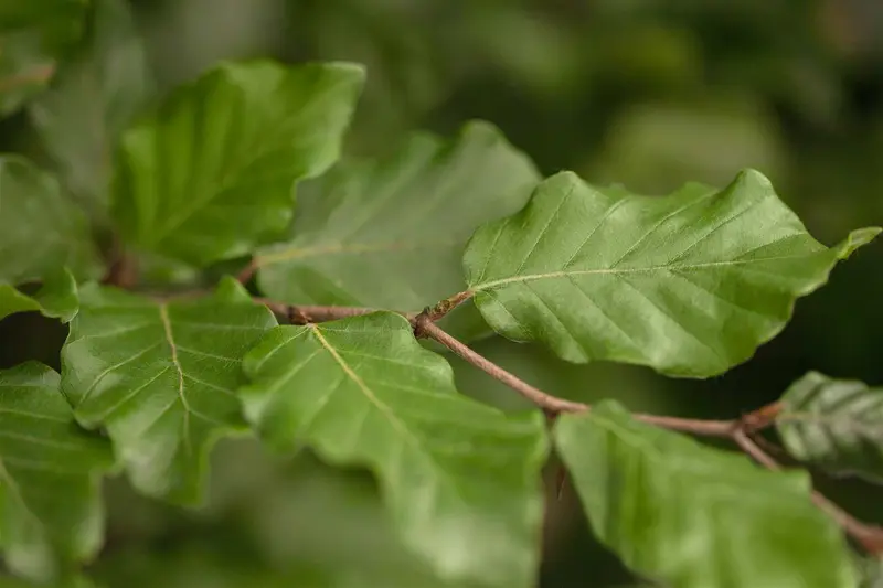 fagus sylvatica 10/12 - afbeelding 3