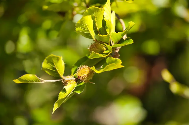 fagus sylvatica 14/16 - afbeelding 5