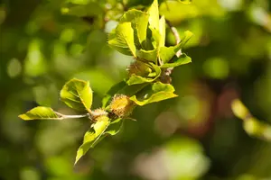 fagus sylvatica 18/20 - afbeelding 5