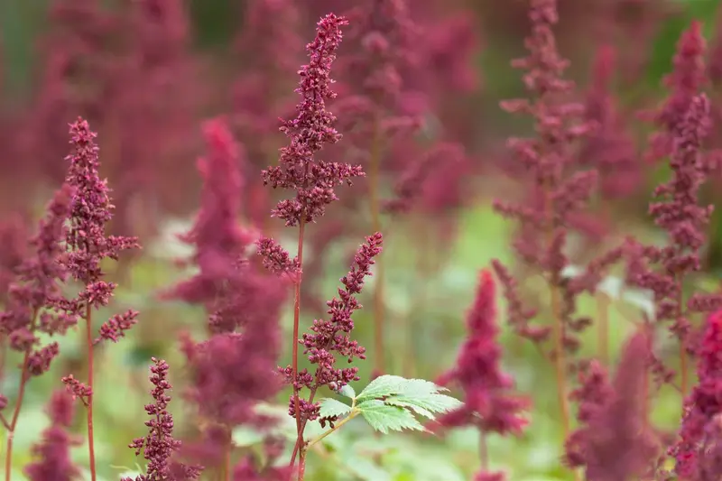 astilbe (a) 'fanal' P11 - afbeelding 1