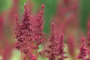 astilbe (a) 'fanal' P11 - afbeelding 2