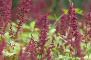 astilbe (a) 'fanal' P11 - afbeelding 3