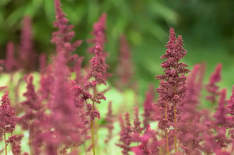 astilbe (a) 'fanal' P11 - afbeelding 4