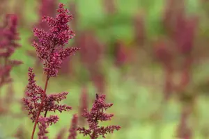 astilbe (a) 'fanal' P11 - afbeelding 5