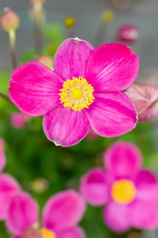 Fantasy® Jasmine anemone - afbeelding 2