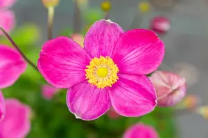 Fantasy® Jasmine anemone - afbeelding 1