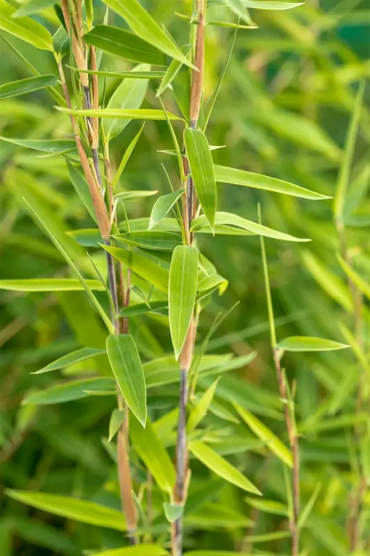 fargesia nitida 'volcano' (100-125 cm) - afbeelding 3