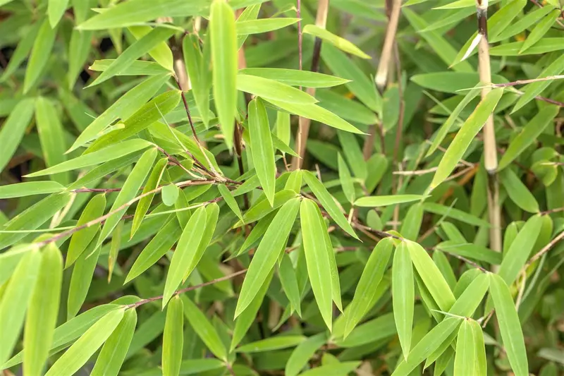 fargesia nitida 'volcano' (100-125 cm) - afbeelding 1