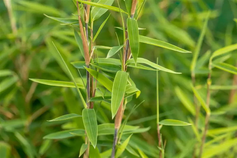 fargesia nitida 'volcano' (100-125 cm) - afbeelding 2