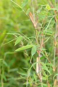 fargesia nitida 'winter joy' (100-125 cm) - afbeelding 1