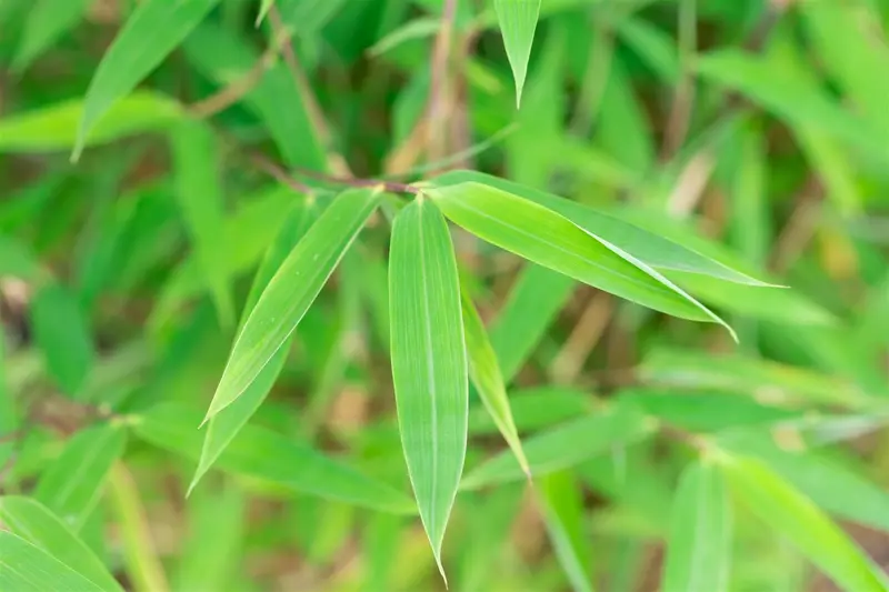 fargesia nitida 'winter joy' (175-200 cm) - afbeelding 4