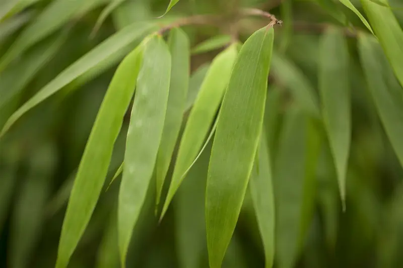 fargesia 'rufa' (60- 80cm) - afbeelding 3