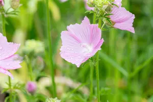 malva alcea 'fastigiata' P9 - afbeelding 1