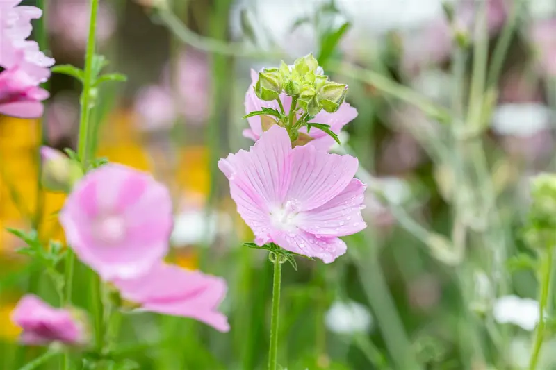 malva alcea 'fastigiata' P9 - afbeelding 2