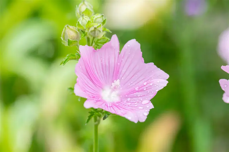 malva alcea 'fastigiata' P9 - afbeelding 3