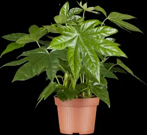 fatsia japonica overig-p19 fatsia japonica - afbeelding 3