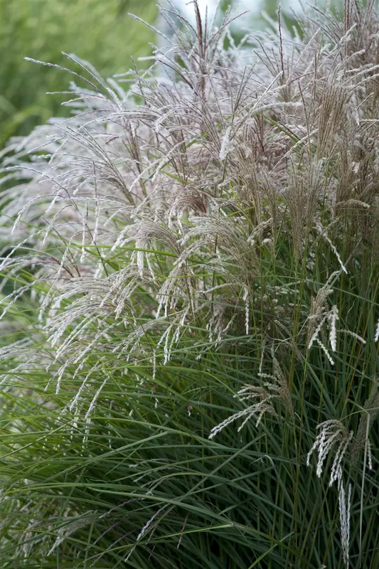 miscanthus sin. 'federweisser' P9