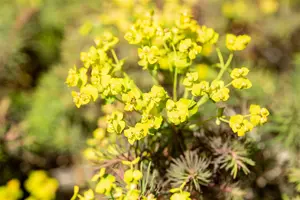 euphorbia cyp. 'fens ruby' P9 - afbeelding 2