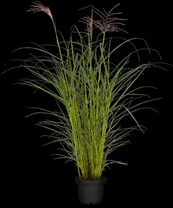 miscanthus sin. 'ferner osten' P9 - afbeelding 2