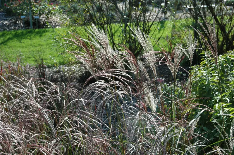 miscanthus sin. 'ferner osten' P9 - afbeelding 3