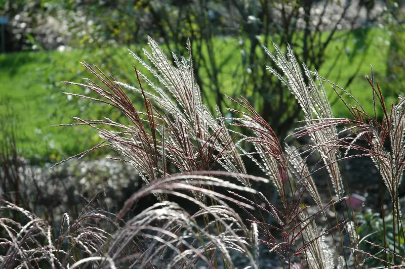 miscanthus sin. 'ferner osten' P9 - afbeelding 4