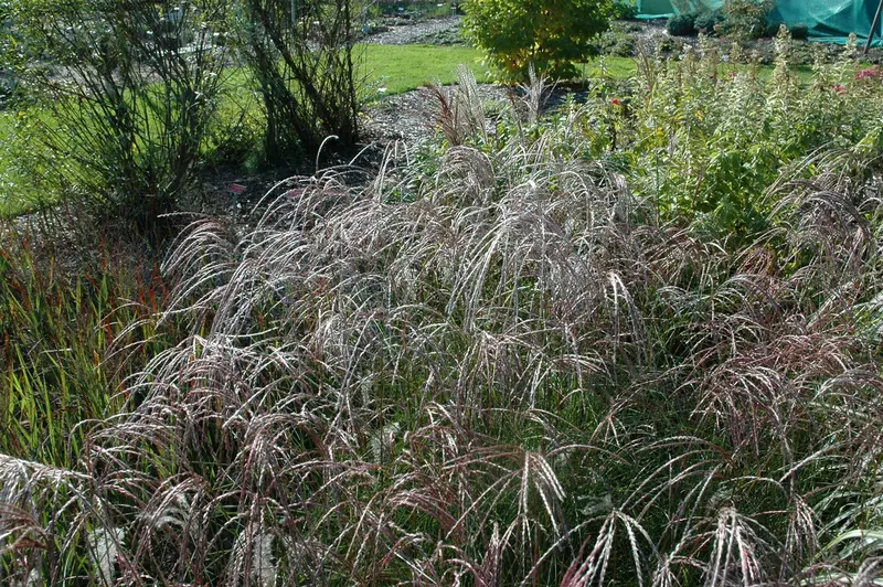 miscanthus sin. 'ferner osten' P9 - afbeelding 5