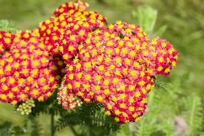 achillea hybr. 'feuerland' P9