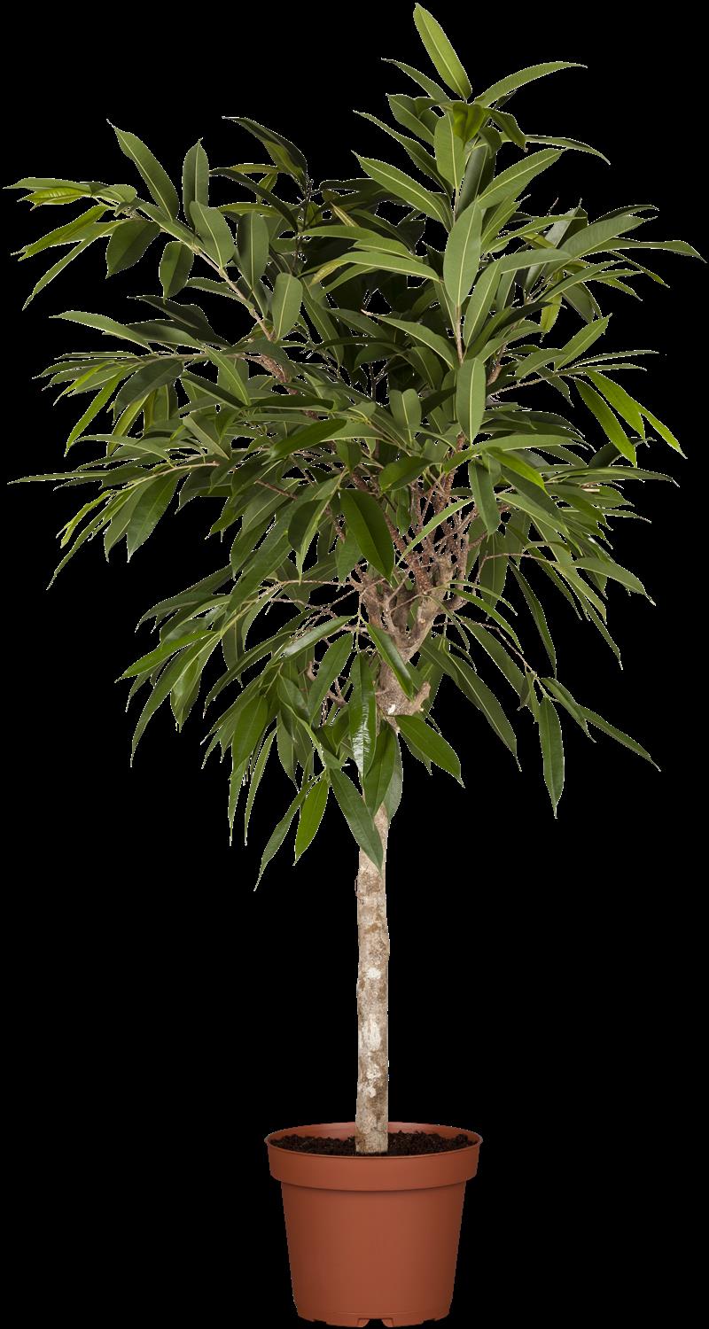 fic bin amstel king-p17 ficus amstel king p17 - afbeelding 5