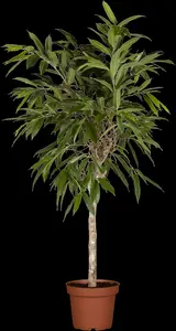 fic bin amstel king-p17 ficus amstel king p17 - afbeelding 5