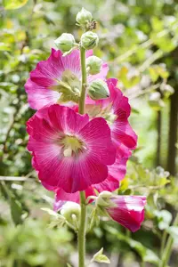 Alcea ficifolia P9