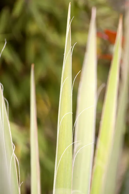 yucca filamentosa P9 - afbeelding 2