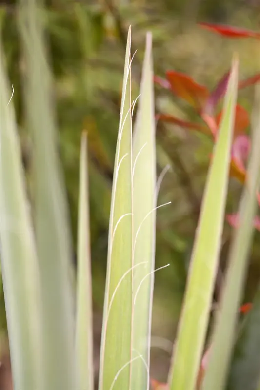 yucca filamentosa P9 - afbeelding 3