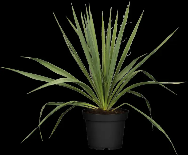 yucca filamentosa P9 - afbeelding 4