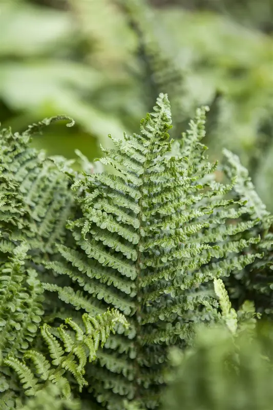 athyrium filix-femina P11 - afbeelding 1