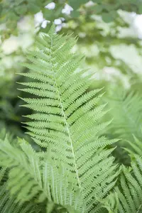 athyrium filix-femina P11 - afbeelding 2