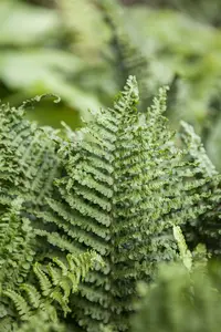 athyrium filix-femina P9 - afbeelding 1