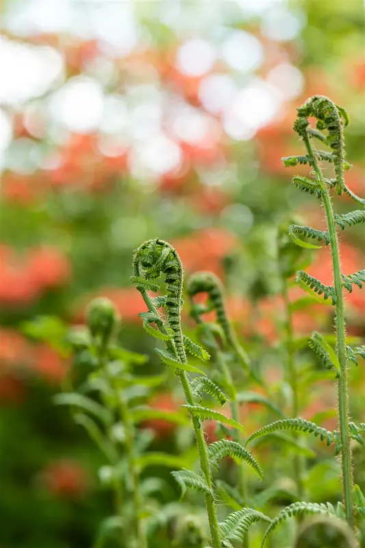 dryopteris filix-mas P9 - afbeelding 2