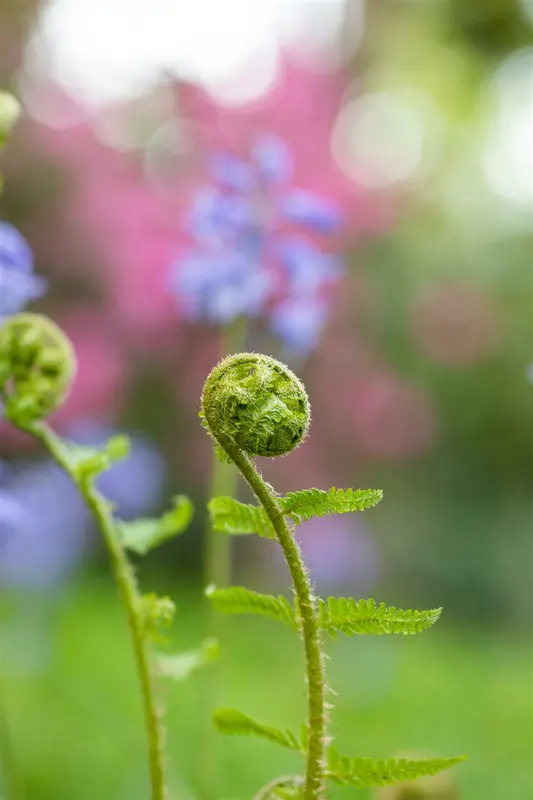 dryopteris filix-mas P9 - afbeelding 5