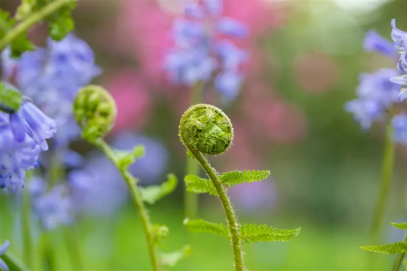 dryopteris filix-mas P11 - afbeelding 4