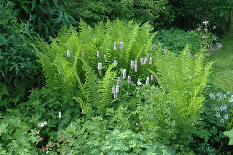 dryopteris filix-mas P11 - afbeelding 1