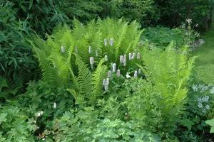 dryopteris filix-mas P11 - afbeelding 1